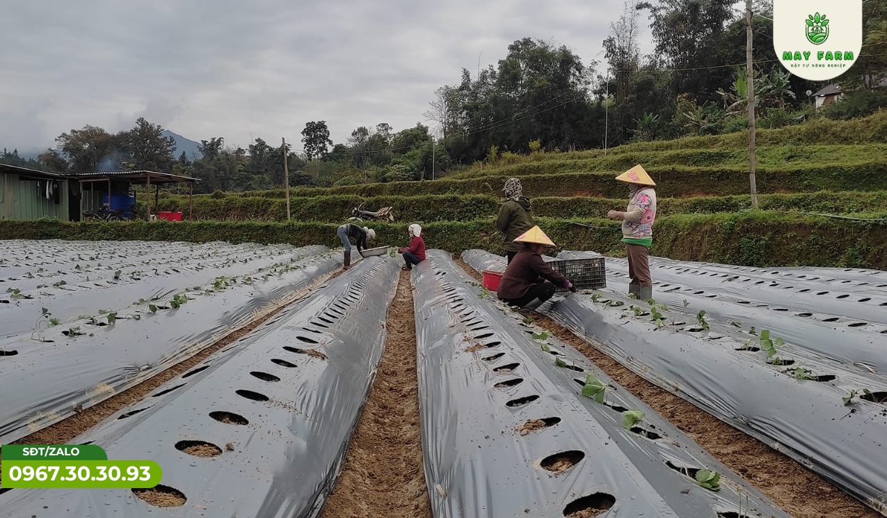 mang-phu-may-farm 10