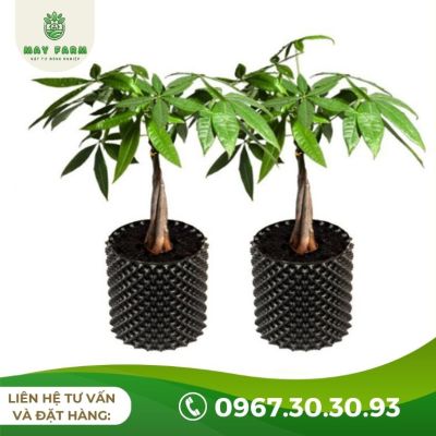 Bầu Ươm V6, V7 Hà Nội Hỗ Trợ Vận Chuyển Toàn Quốc