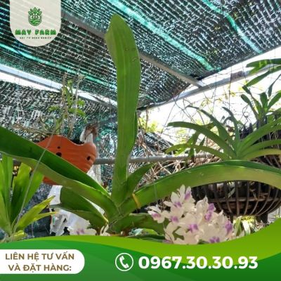 Lưới Che Nắng Thái Lan (Dệt Phẳng) Giá Tốt, Đầy Đủ Kích Cỡ